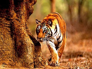 Tadoba National Park Safari Tour from Nagpur