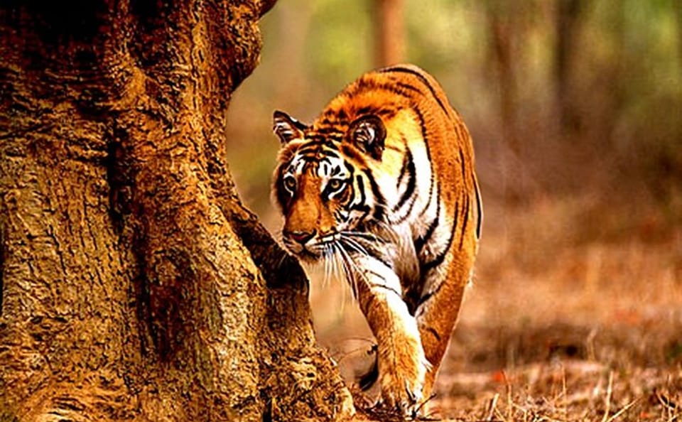 Tadoba National Park Safari Tour from Nagpur