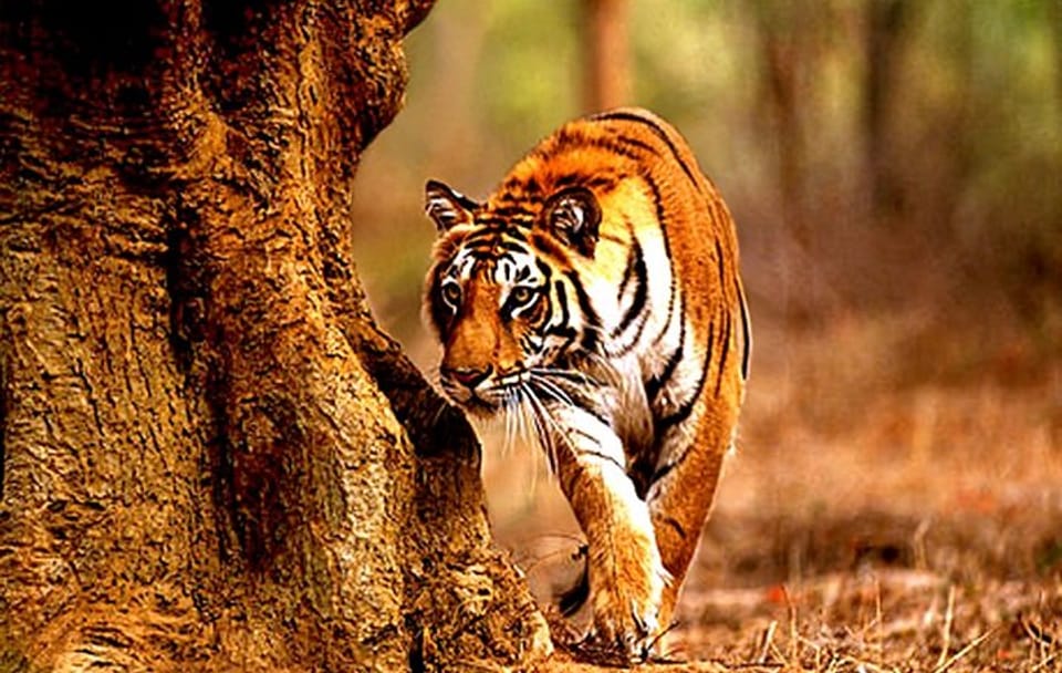 Tadoba National Park Safari Tour from Nagpur