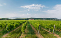 Wine Tour and Tasting on Garda Hills 9