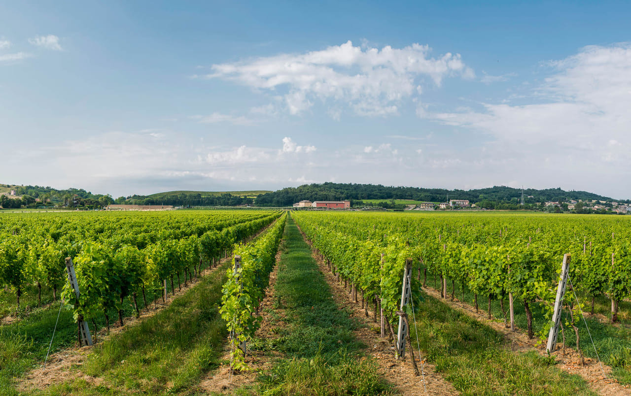 Wine Tour and Tasting on Garda Hills 9