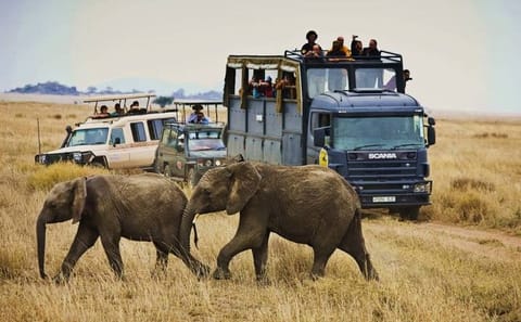 Luxury 4-Day Wildlife Safari in Nairobi, Kenya