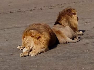 Pride males relaxing at ngorongoro