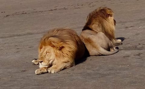 5-Day Private Classic Safari Tour of Ngorongoro and Serengeti