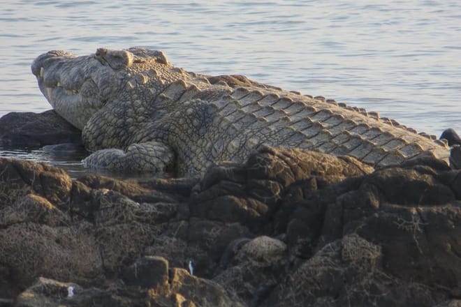 Crocodiles