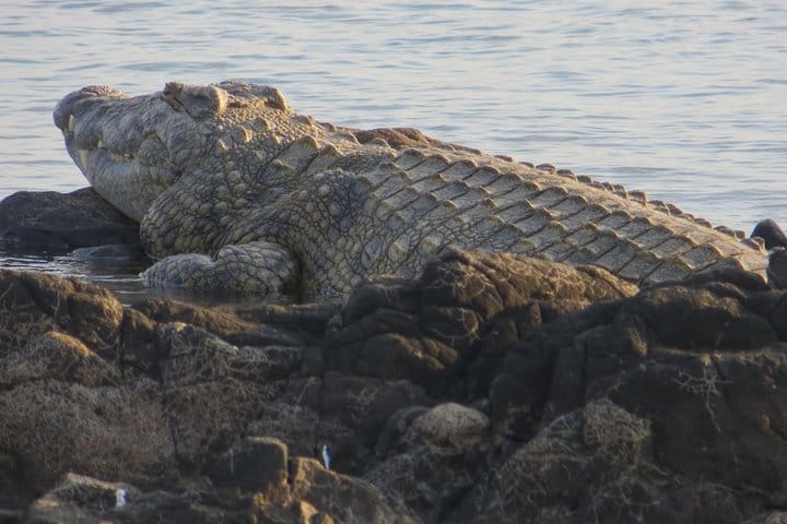 Crocodiles