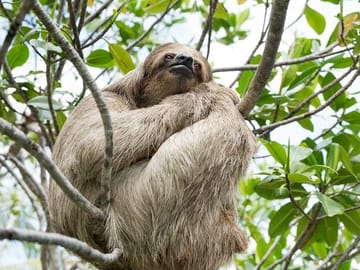 Wildlife Encounter Tour with Monkeys and Sloths in Roatan
