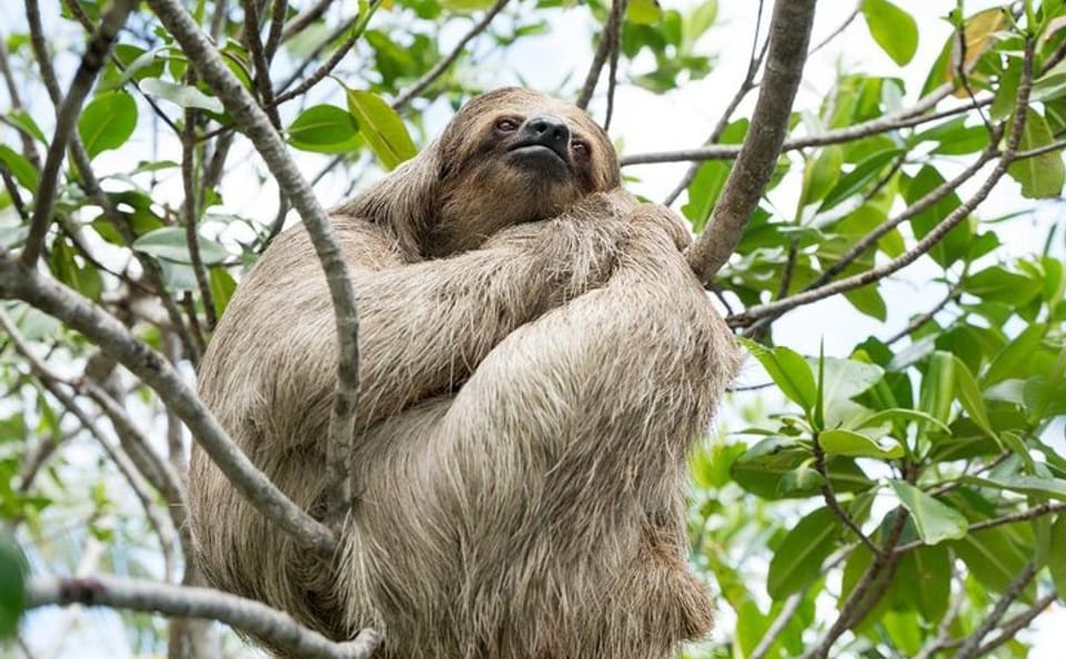 Wildlife Encounter Tour with Monkeys and Sloths in Roatan