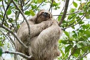 Monkeys and Sloth Hang Out with Island Tour in Roatan