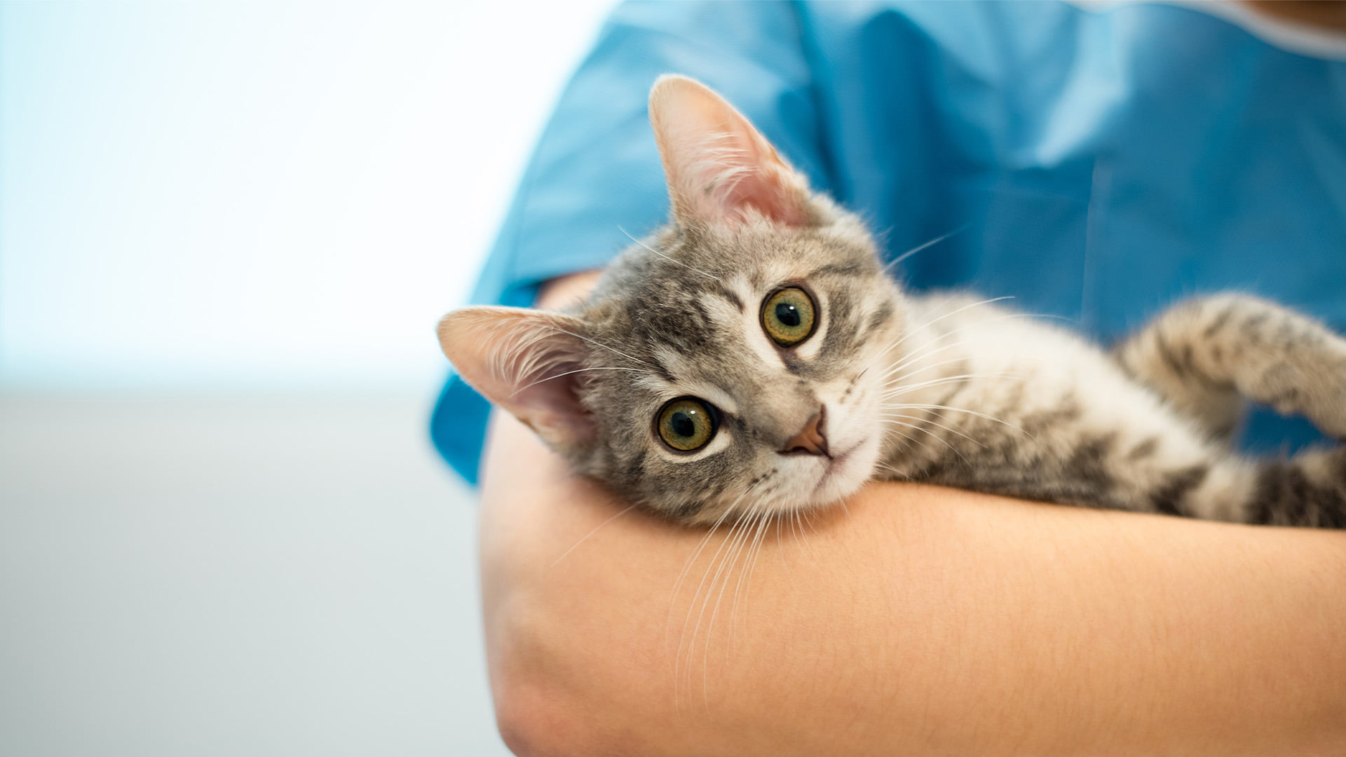 A close-up view shows a gray tabby kitten resting comfortably in the arms of a person wearing blue medical scrubs at Abu Dhabi Falcon Hospital.
