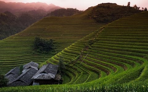 Longji Rice Terraced Fields and Minority Villages Hiking Tour