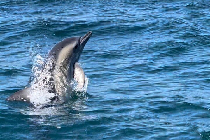 Sesimbra: Arrábida Dolphin and Whale Watching tour with biologist