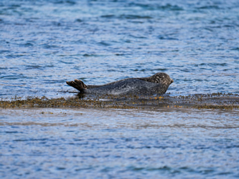 3 Day - Westfjords Highlights Adventure, photo 17
