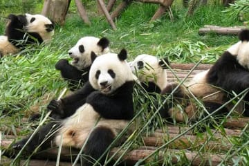 Educational Family Tour of Beijing, Xi'an, Chengdu, and Shanghai