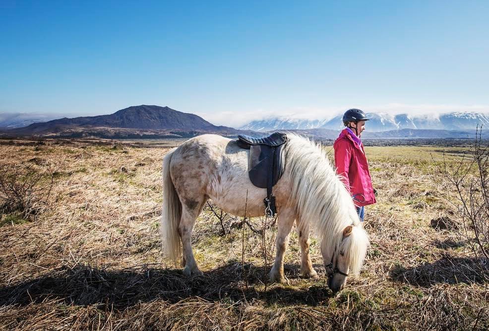 Reykjavík Whales & Horses 10
