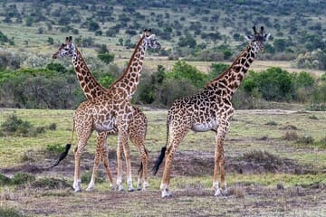 2 Days safari of Masai Mara
