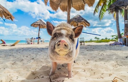 Private Longtail Boat Fishing and Snorkeling in Koh Tan