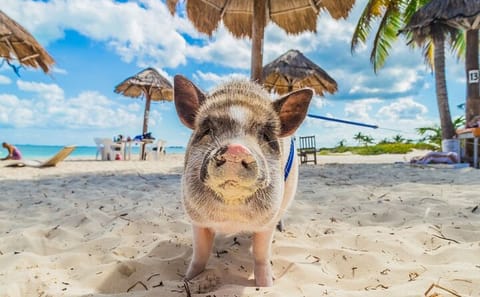 Private Longtail Boat Fishing and Snorkeling in Koh Tan
