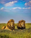 Day tour to Tsavo East National park from Mombasa with pickup 3