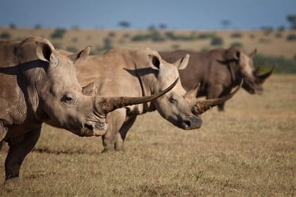 6-Day Amboseli, Nakuru, and Maasai Mara Safari on 4×4 Landcruiser