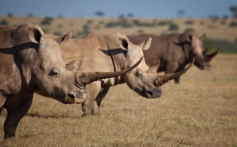 6-Day Wildlife Safari in Amboseli, Nakuru, and Maasai Mara