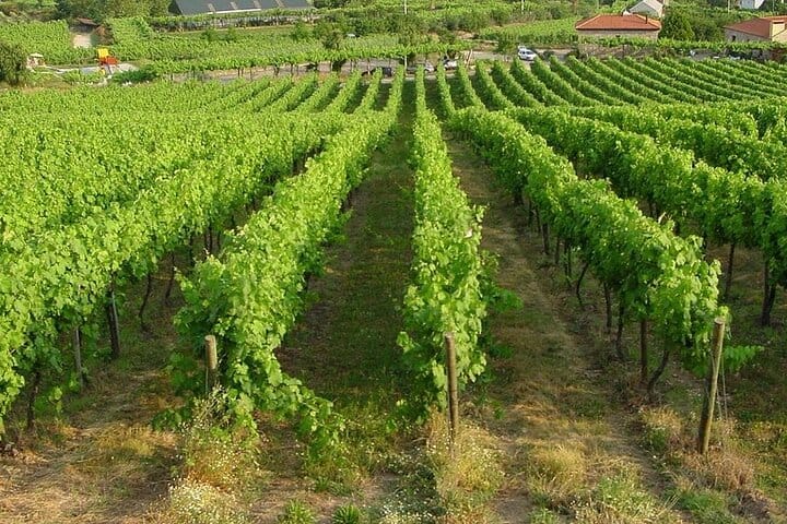 GREEN WINE: Private Tour with Guimarães or Amarante from Porto