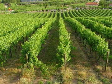 Private Green Wine Tour to Guimarães or Amarante from Porto