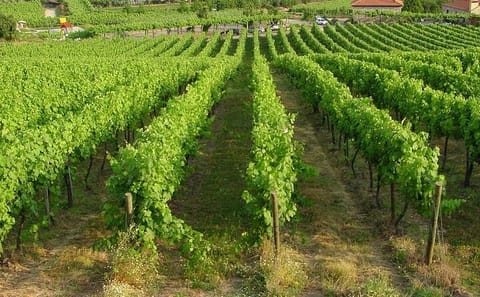 Private Green Wine Tour to Guimarães or Amarante from Porto