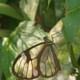 Glass wing Buterfly Monteverde Cloud Forest tour