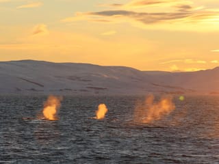 Akureyri Express Whales in the Midnight Sun, photo 13