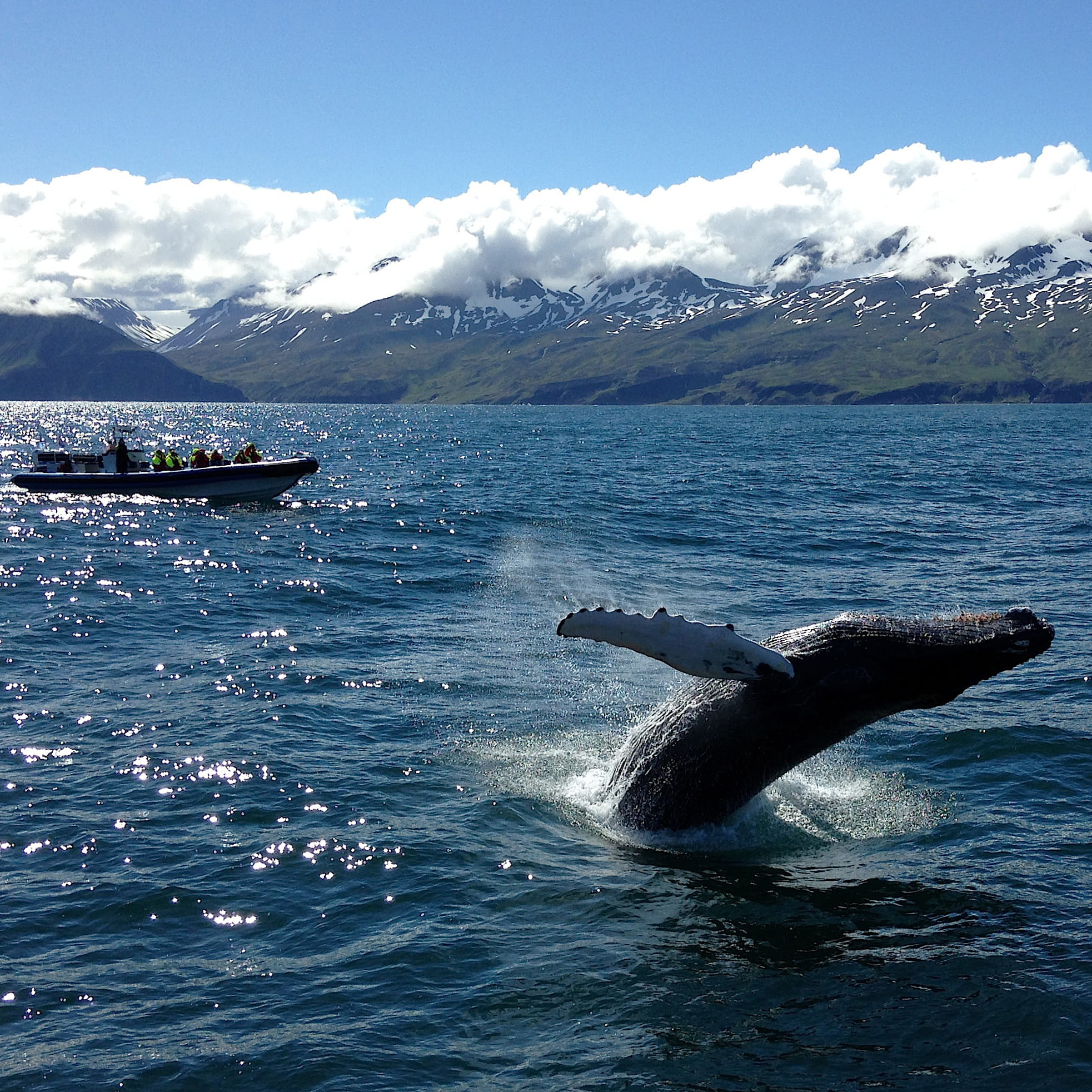 Gentle Giants Whale Watching from Husavik, Iceland - GG2 Big Whale Safari and Puffins with a local Family Company