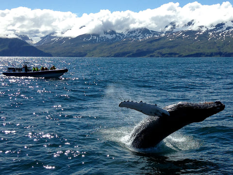 Gentle Giants Whale Watching from Husavik, Iceland - GG2 Big Whale Safari and Puffins with a local Family Company