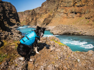 The rafting dog Bhalu