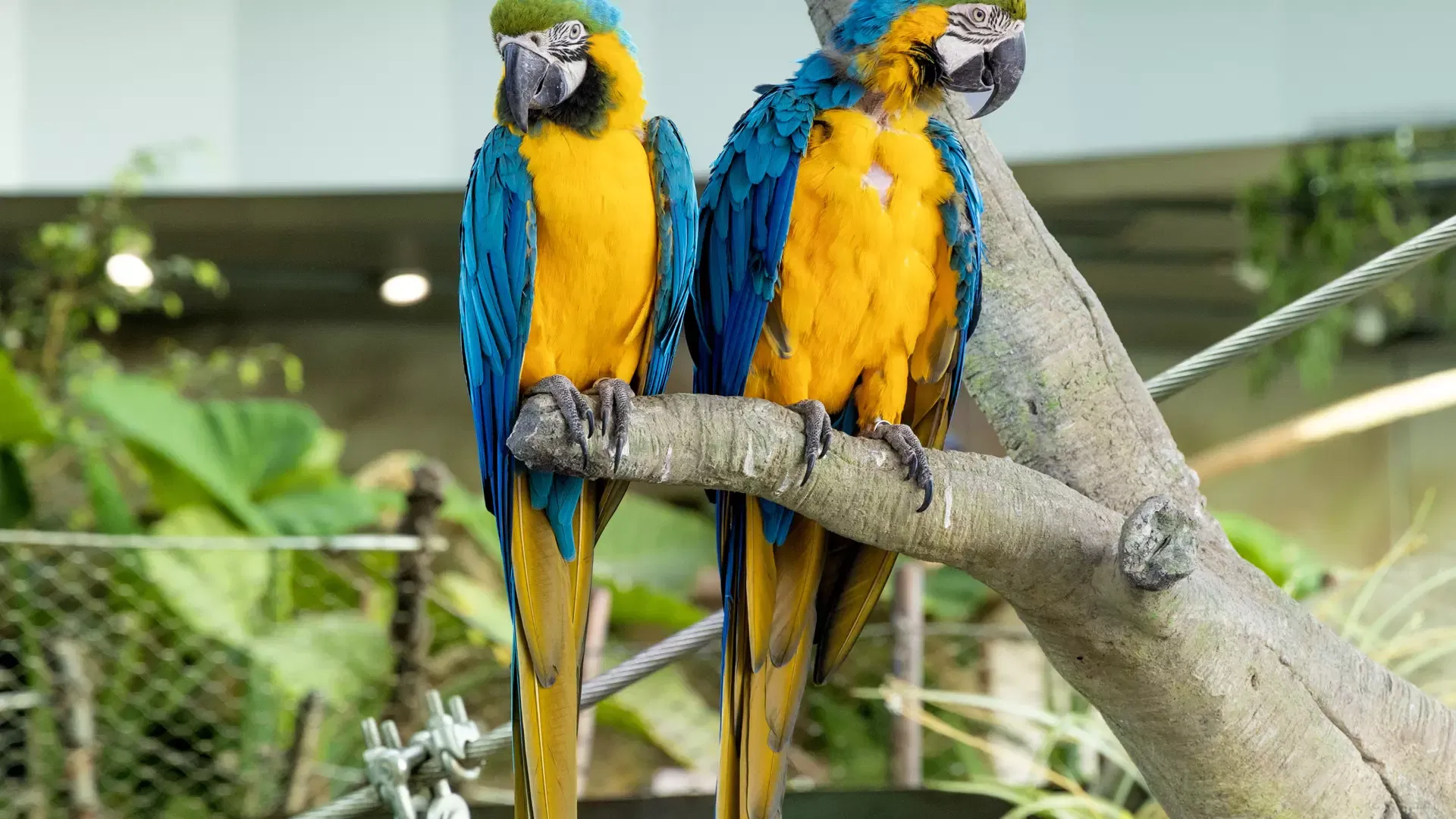 Two blue-and-gold macaws perched side by side on a branch inside the bio-dome at The Green Planet Dubai