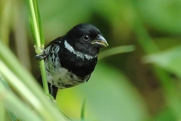 Esquipulas Bird Watching Tour in Costa Rica Rainforest