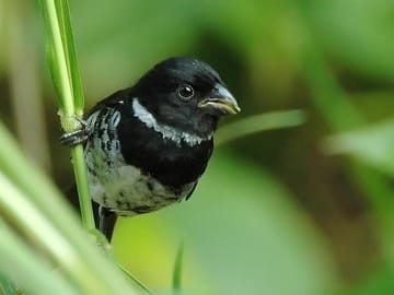 Variable seed-eater. birds