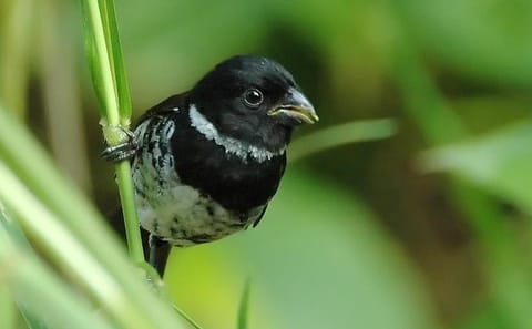 Esquipulas Bird Watching Tour in Costa Rica Rainforest
