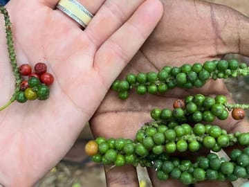 Jozani Forest and Spice Farm Tour in Zanzibar