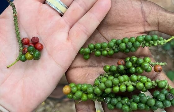 Jozani Forest and Spice Farm Tour Zanzibar Nature Experience