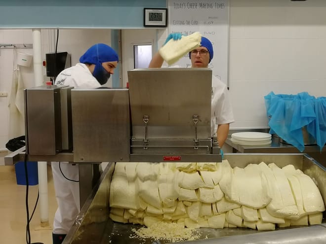 Cheddar cheese being made