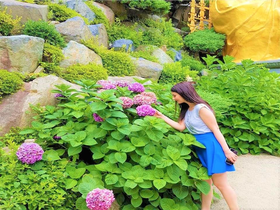 Beautiful summer hydrangeas blooming at Haedong Yonggungsa Temple.