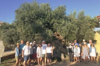 The oldest Olive Tree