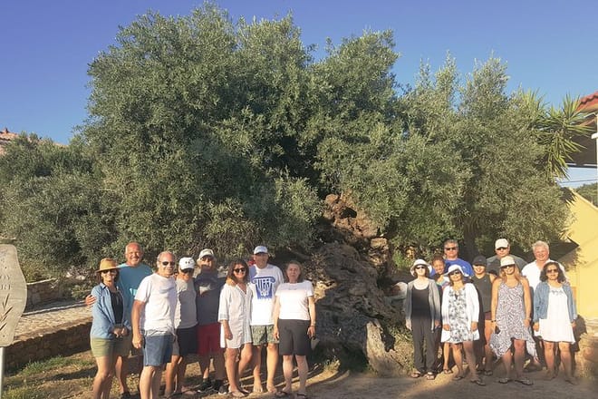The oldest Olive Tree