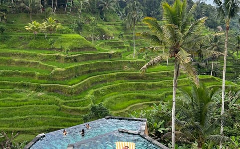 Morning Trekking Experience at Campuhan Ridge, Ubud