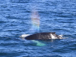 Best Value Whale Watching tour from Reykjavik, photo 19
