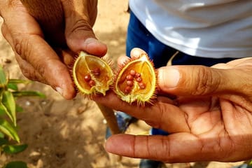 Amazon Jungle Trek and Anavilhanas Archipelago Tour in Manaus