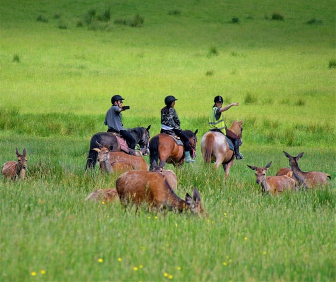 Killarney National Park horseback ride. Kerry. Guided. 1 hour. 7