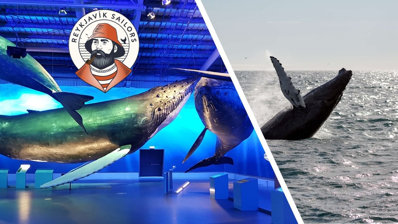 whale watching reykjavik sailors and whales of iceland
