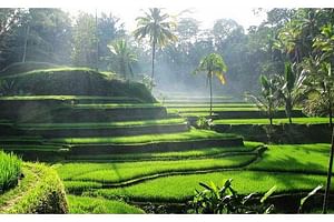 Best of Ubud Tour Package ( Private Tour)