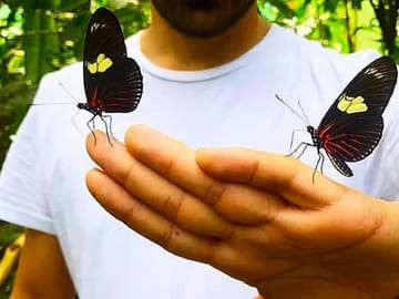 Iquitos Butterfly Farm and Kukama Community Tour
